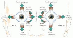 osteopathie-oeil