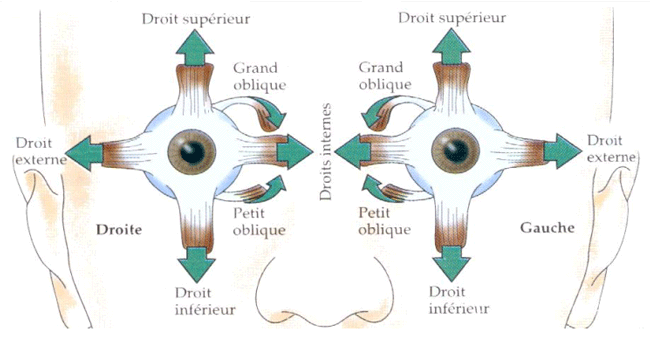 Trouble de la convergence et douleurs cervicales - Ostéopathie et ...